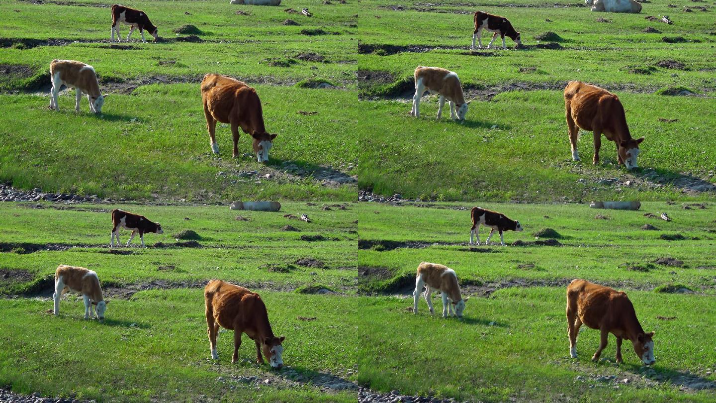 草原牛吃草