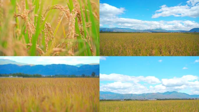 有机水稻-田园风光-绿色食品无污染