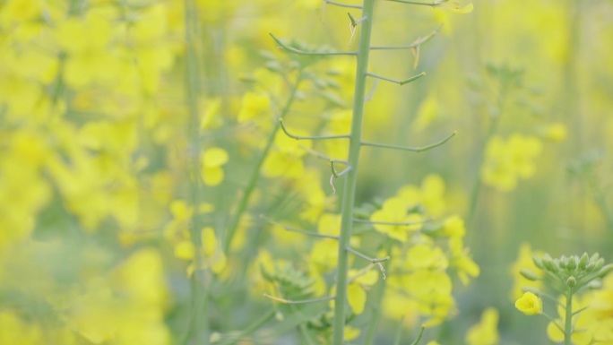 油菜花