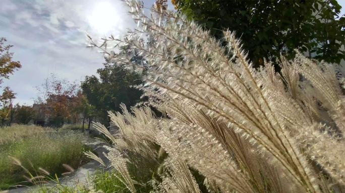 【原创】实拍芦苇摇曳随风飘摇