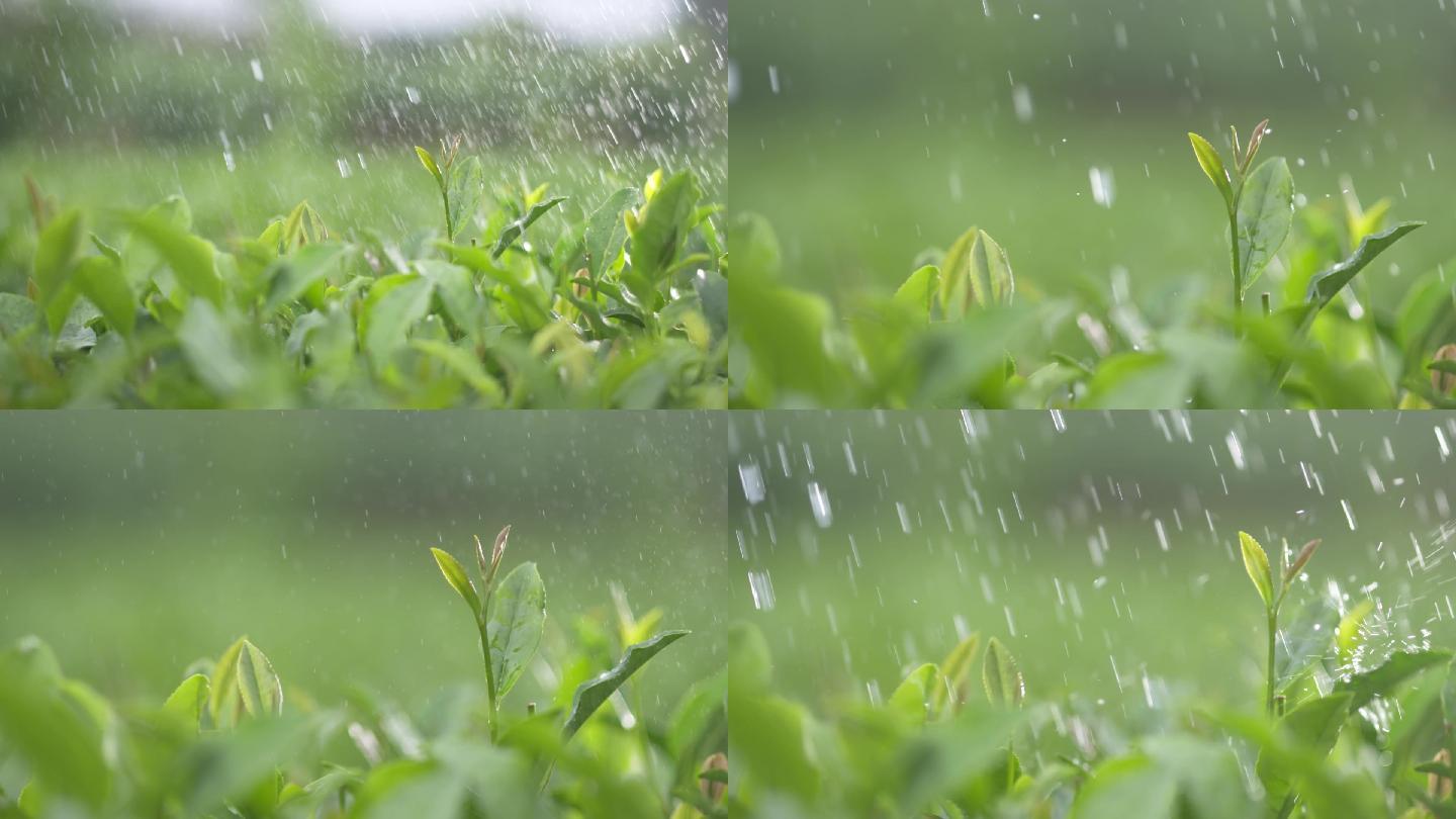 升格拍摄雨中采茶牙