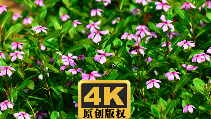 蜜蜂在长春花采蜜视频素材4K