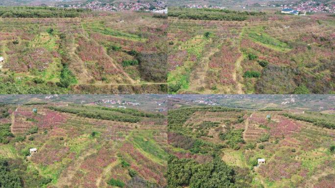 航拍沂蒙山区乡村果园