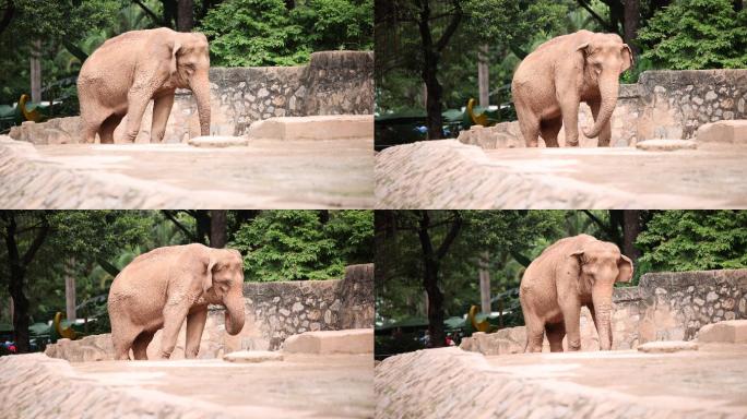 大象跳舞 大象 跳舞 动物 象牙