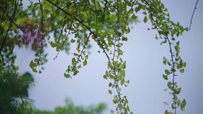 阴雨天