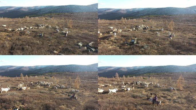 蒙古驯鹿牧群