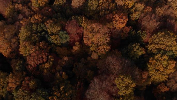 俯视秋季森林树冠风景