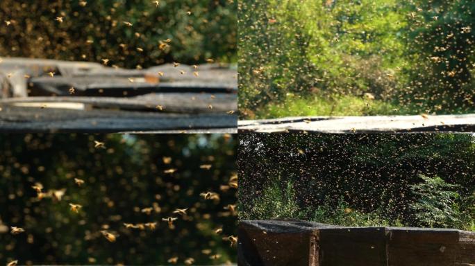 蜜蜂采蜜飞舞蜜蜂归巢升格拍摄