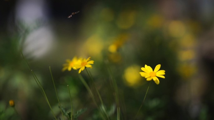 花丛蜜蜂飞舞慢动作50帧