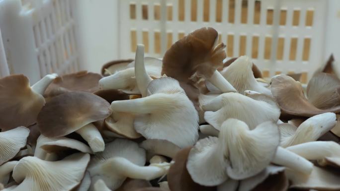 凤尾菇，蘑菇食用菌菇