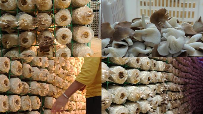 凤尾菇，蘑菇食用菌菇