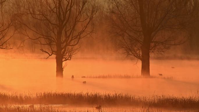 晨雾与水鸟