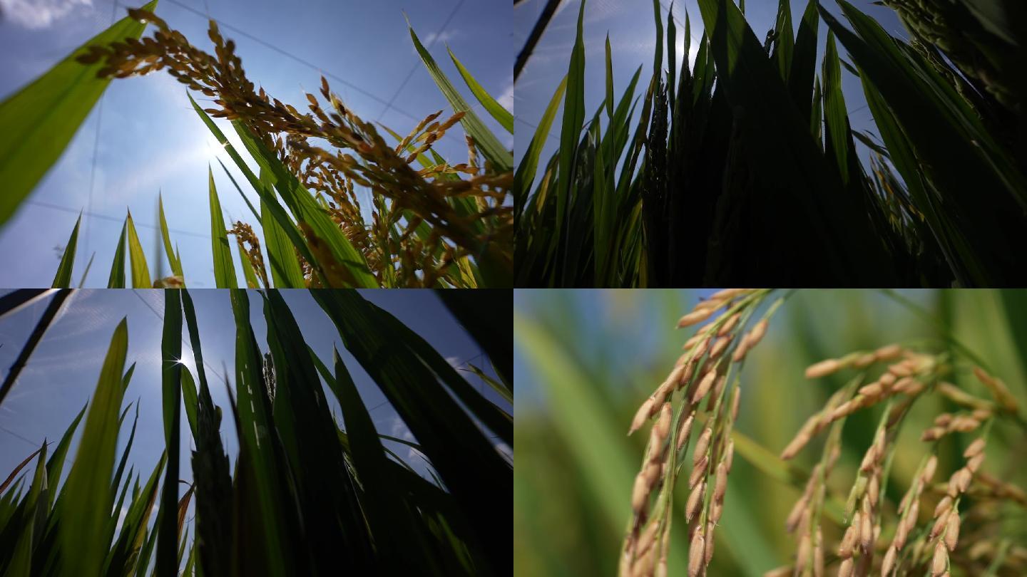 自然稻田 稻穗 （水稻田里的阳光）
