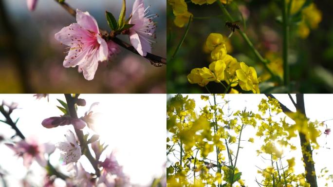 桃花 李花 油菜花蜜蜂采蜜实拍素材