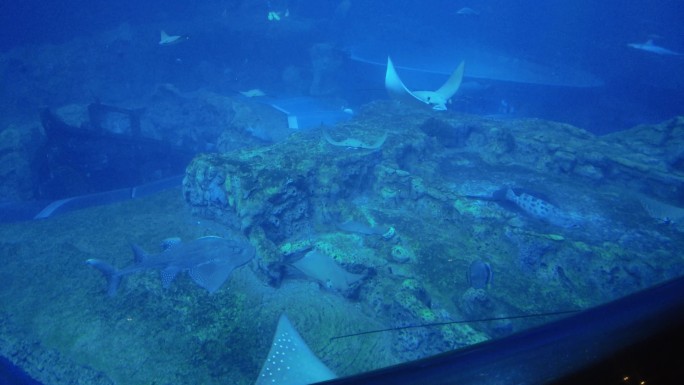 海底世界、水族馆、鳐鱼、石斑鱼、鲨鱼
