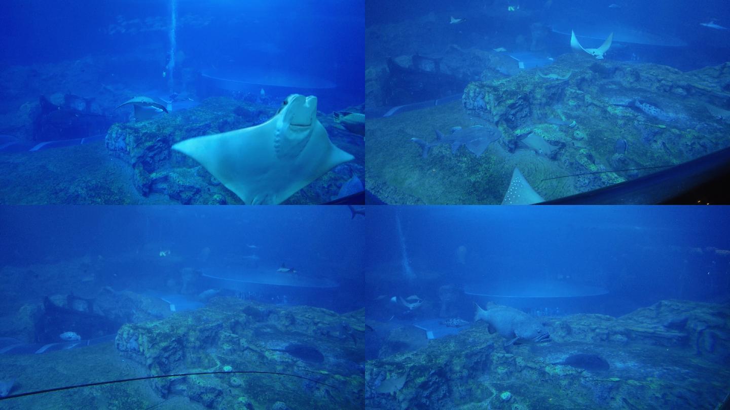 海底世界、水族馆、鳐鱼、石斑鱼、鲨鱼