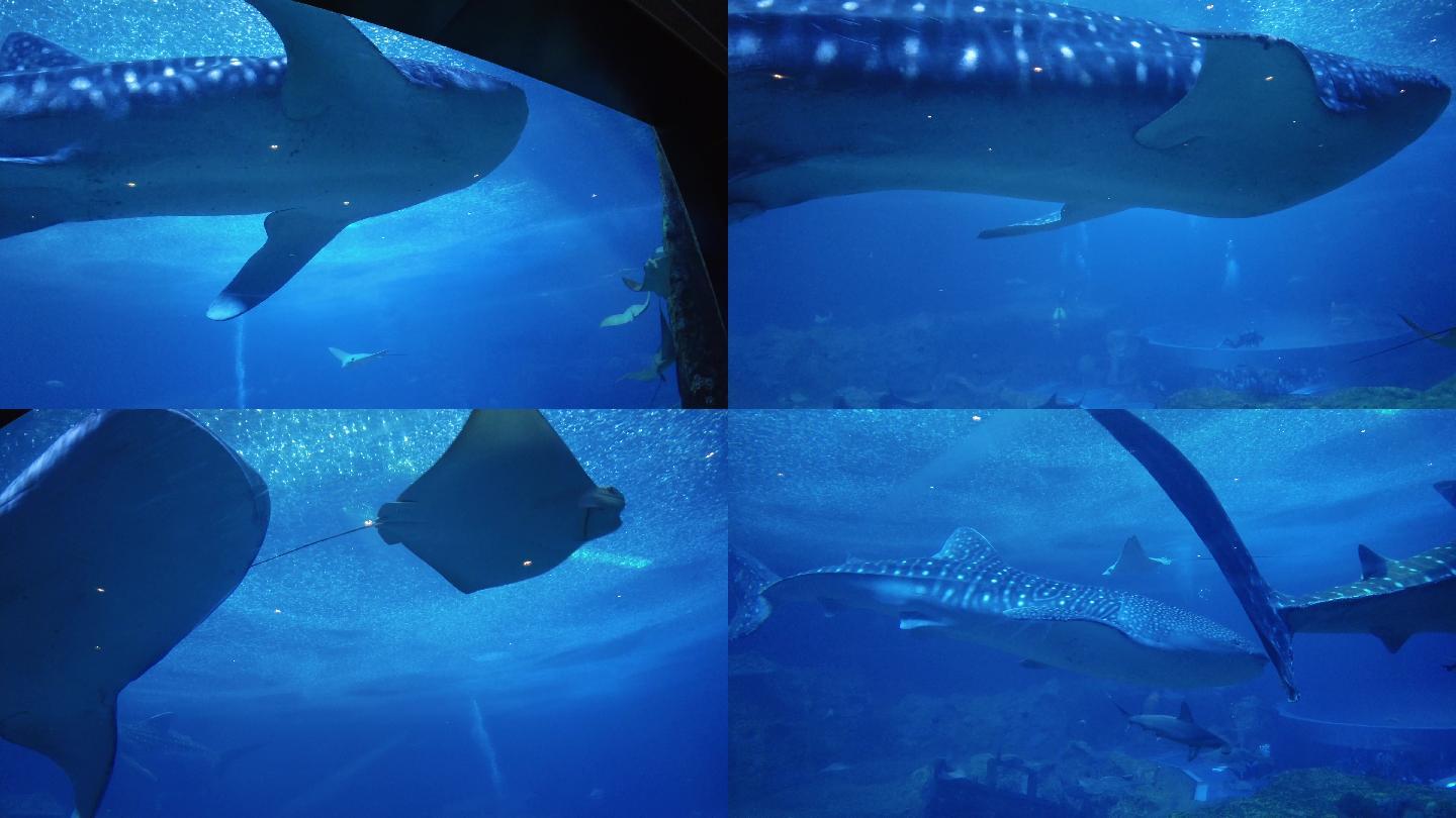 巨大鲸鲨、海底世界、水族馆
