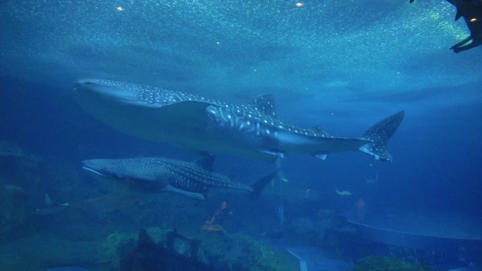 4条鲸鲨同游 海底世界 水族馆 鳐鱼