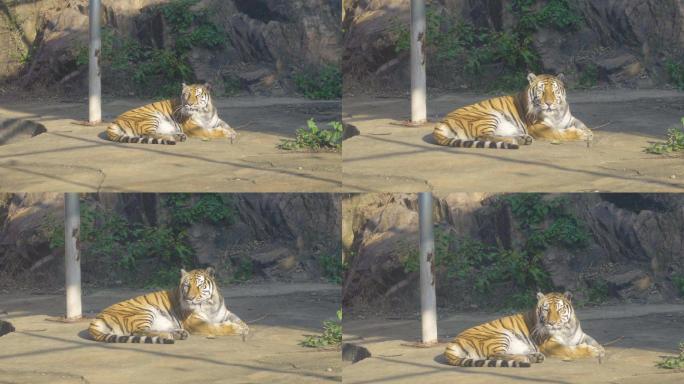 4K 动物园里一只老虎在晒太阳