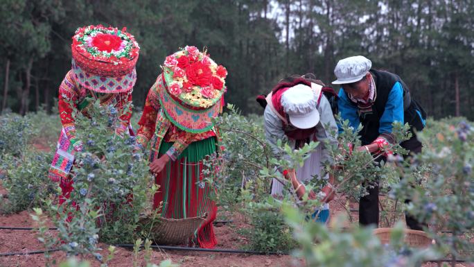 蓝莓采摘