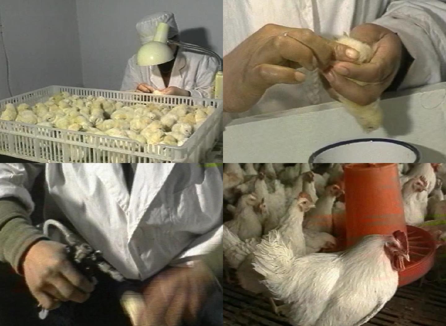 90年代成都养殖鸡场