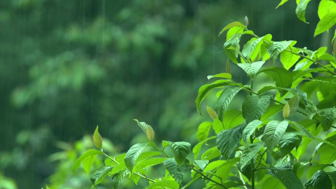 下雨树叶特写