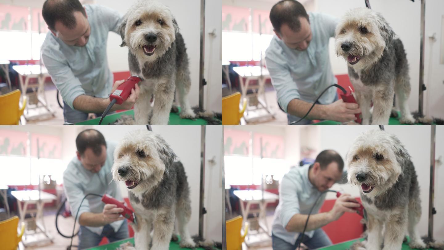 动物美容师给一只狗剃毛