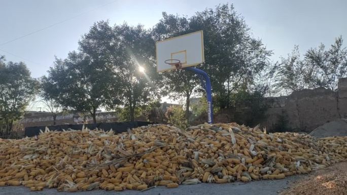 农村 学校荒废 破旧 玉米堆 篮球架