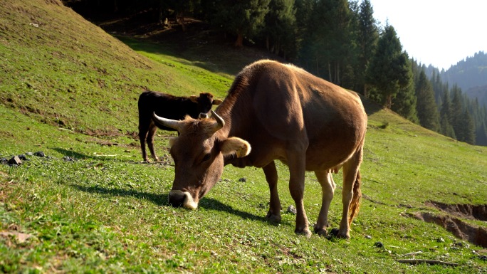 牛吃草自然风光4k素材