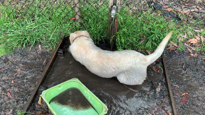 拉布拉多小狗躺在泥里喝脏水