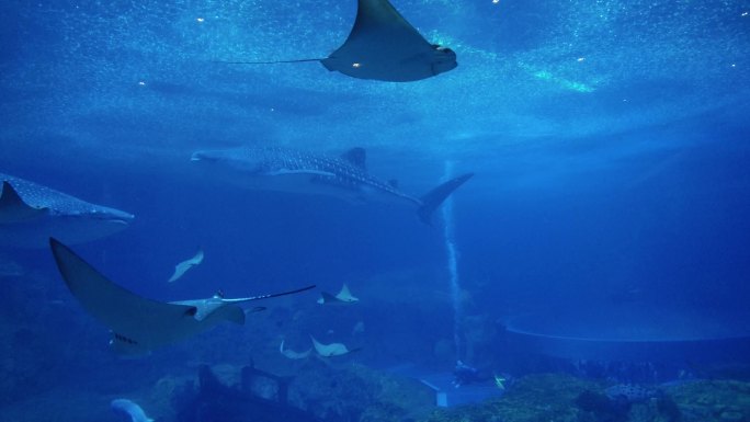 鳐鱼 石斑鱼 鲨鱼 水族馆 海底世界