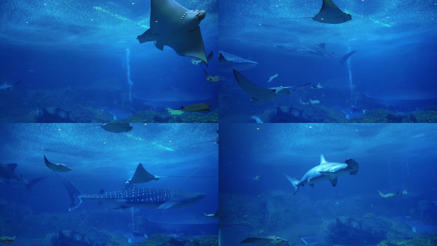 鳐鱼 石斑鱼 鲨鱼 水族馆 海底世界