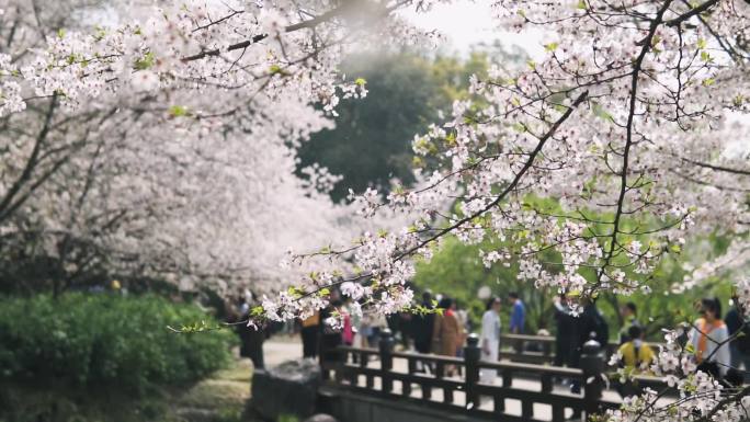 鼋头渚樱花飘落唯美空镜头