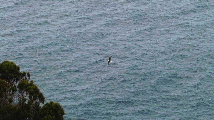 海边海洋滑翔伞海鸥散步游客孤独忧郁美景