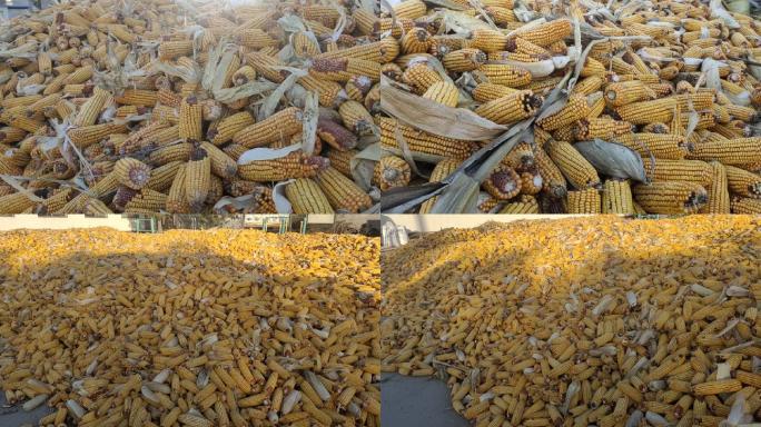 秋收 玉米 玉米堆 玉米棒子 农场