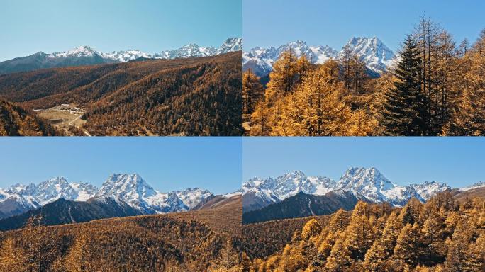 香格里拉 白马雪山