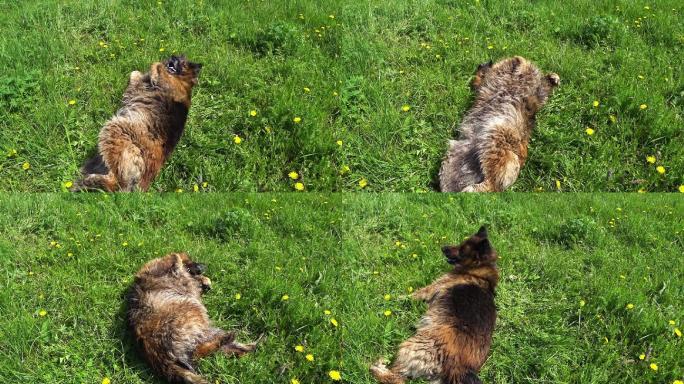德国牧羊犬在绿色的草地上翻滚