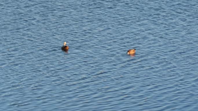 水面上两只赤麻鸭