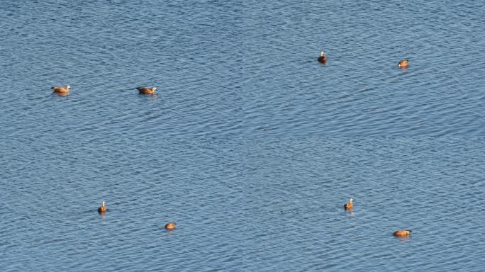 水面上两只赤麻鸭