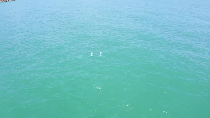 航拍大海海豚