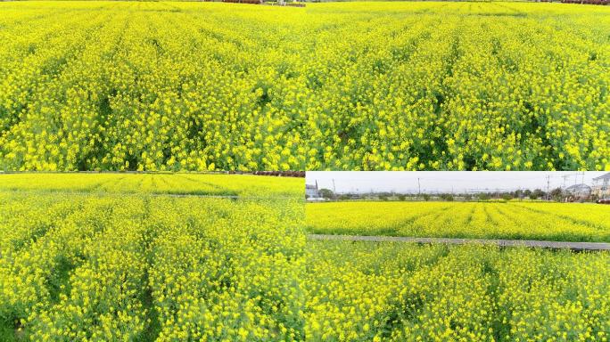 航拍永安油菜花田地