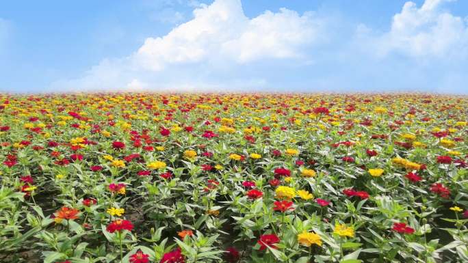 希望的田野鲜花遍地开