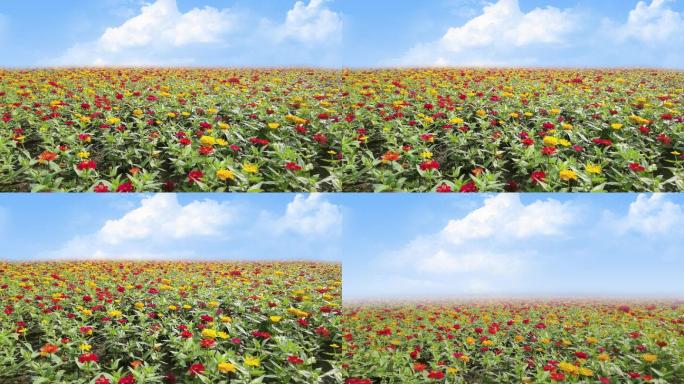 希望的田野鲜花遍地开