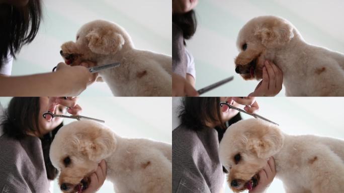 女性宠物美容师升格小狗擦毛巾视频素材