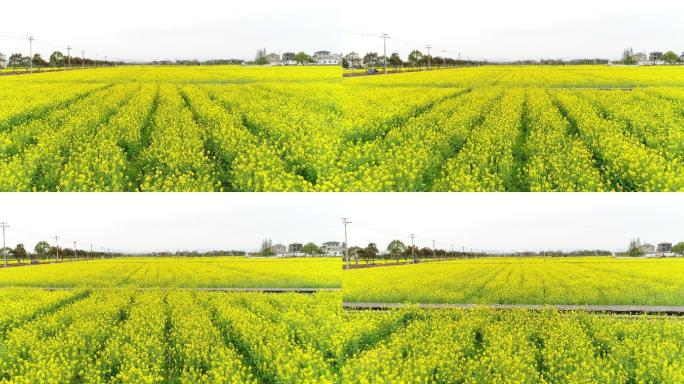 杭州余杭航拍油菜花田