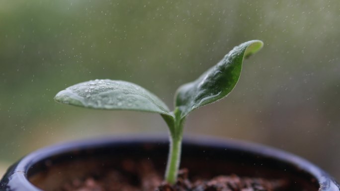 雨中的幼苗