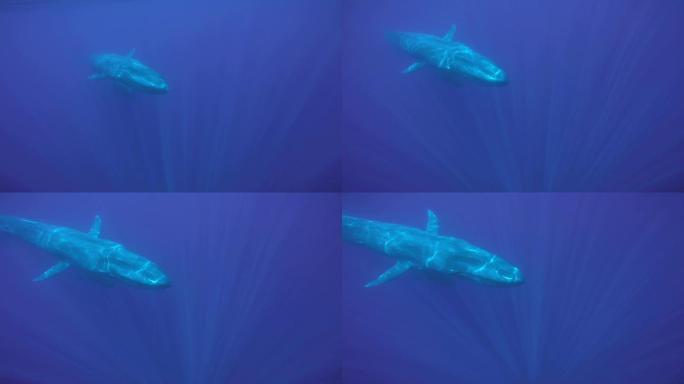 蓝鲸在海中慢慢游动