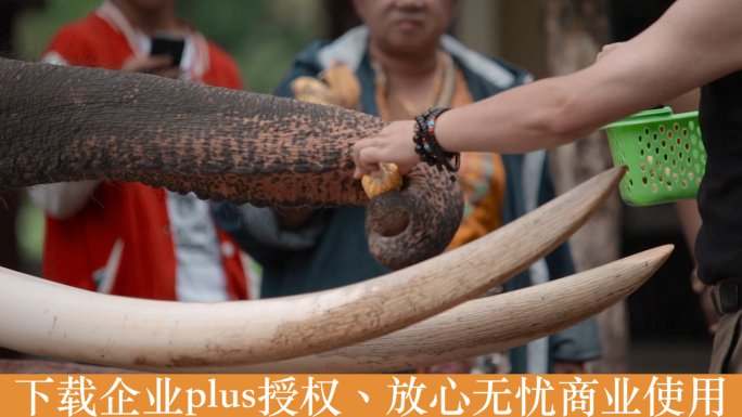 泰国旅游视频泰国大象园游客喂食大象