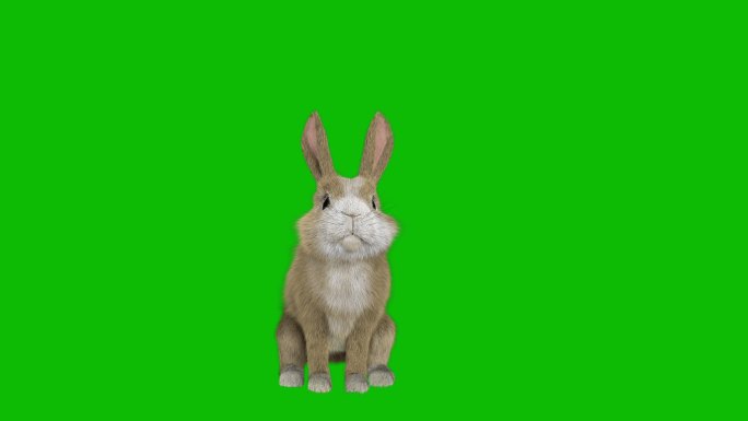 小兔子站在前视图合成素材元素游戏角色