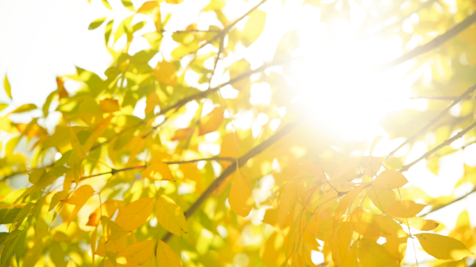 【原创】秋天 秋天落叶 秋天风景